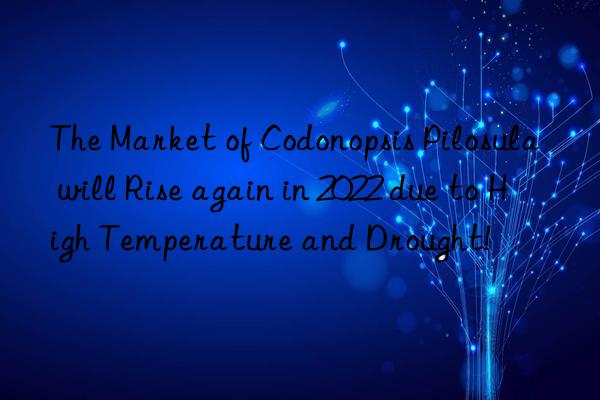 The Market of Codonopsis Pilosula will Rise again in 2022 due to High Temperature and Drought!