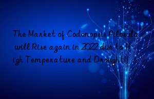 The Market of Codonopsis Pilosula will Rise again in 2022 due to High Temperature and Drought!